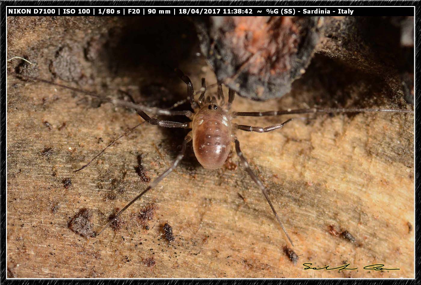 Histricostoma argenteolunulatum (Canestrini 1875) Nemastomatidae